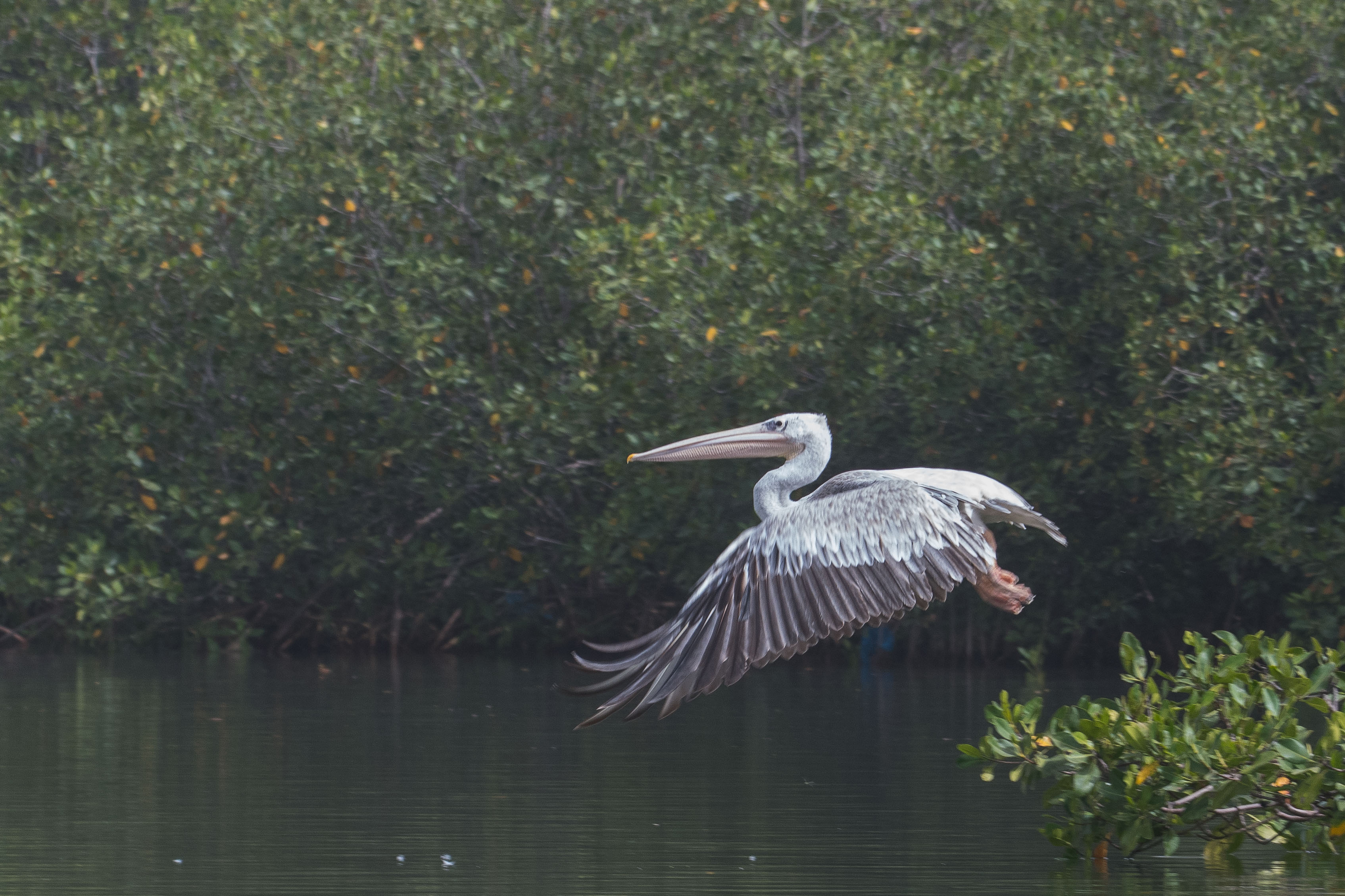 Pélican gris adulte (Pinked-backed pelican, Pelecanus rufescens), s'envolant d'une touffe de mangrove sur laquelle il se reposait, Réserve Naturelle d'Intérêt Communautaire de la Somone.